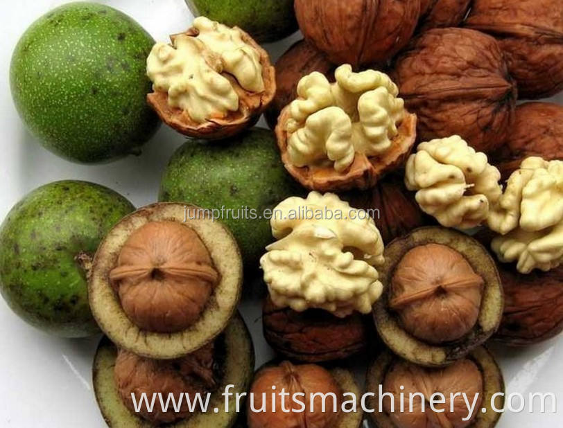 Walnut Kernel Oil Processing Machine Oil Press Machine